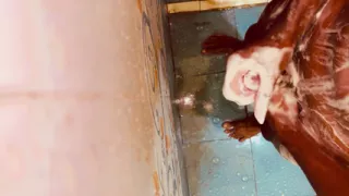 Massage and hand shots Bathroom sex