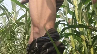 Big Cock Masturbation at Field in Outdoor