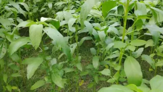 Alone time with sister in law at the jute field