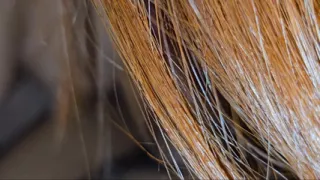 Young asian girl Sucking dig and fucked