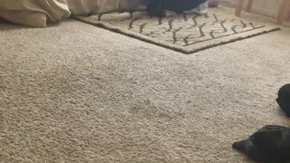 Big Dicking the Pussy