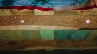 Sister-in-law's bad fucking and spreading both her legs, put the whole penis and took out the piss from the pussy.