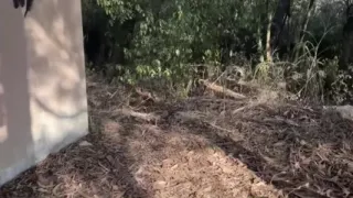 Amateur Straight Boy Caught Peeing Outdoors