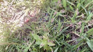 pissing outside near grape tree