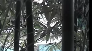 Young asian chick takes huge cock in her mouth