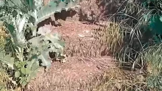 WillyAlexandruPetre video