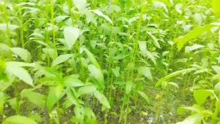 I went alone with my stepsister to eat jute.