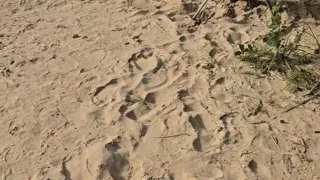 Nude Beach, People I Lost Control