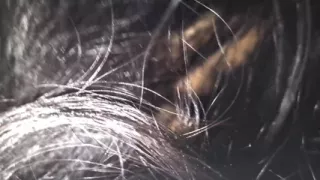 Only Suck No Fuck