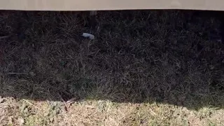 Pee on the Ground Near Truck Wheel