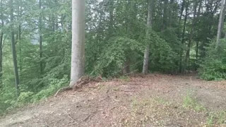 Forest Exhibition: a Banished Bird in a Beech Forest