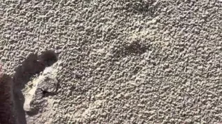Comparing Size 16 Feet to Sand Prints at the Beach