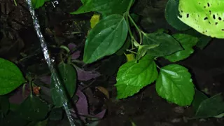 Pissing and cumming for you