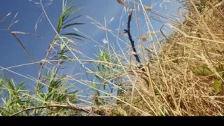 All naked in the vegetation