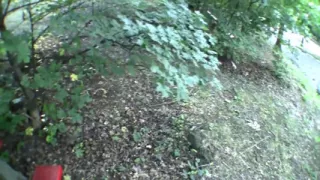Big dick sucking in the park