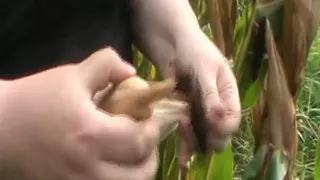 Replacement Dildo Found
