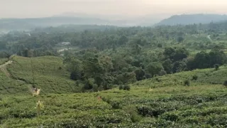Walking Through a Beautiful Tea Plantation  Relaxing Nature Adventure