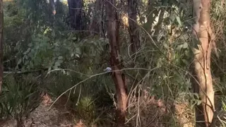 I Meet a Nice Stranger at the Forest, Such a Gentleman