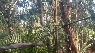Amateur homemade outdoor sex