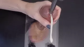 Clearing the Urethra Results in Copious Sperm Flow
