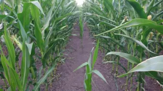 Naked Guy Pisses, Jerks Off and Cums in a Field