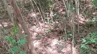 You Won't Believe This Forest Love Story
