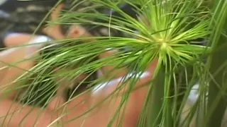 Sexy latina gets fucked on the couch