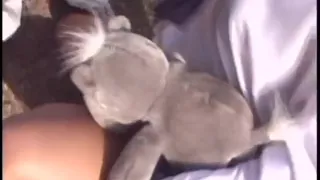 Blonde babe gets on her knees outside to suck cock and to get fucked