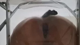 POV: Dirty Talk Fat Ass Trans Raven Facesitting and Anal Creampie after Riding Dildo through Transparent Chair