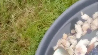 Squirting Contest