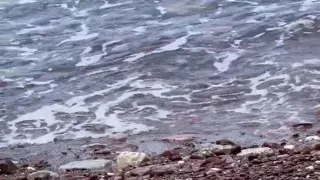 Super Risky Blowjob on Beach with 18yo Amateur Teen - Yoya Grey