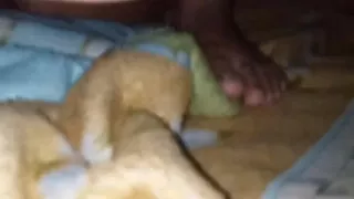 Big Dick Stepbrother Homemade