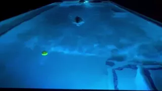 Anyone Else Play Fetch Naked in the Pool?