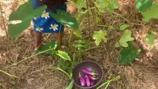 The Desire That Arose When I Went to the Forest to Bring Something to Cook.