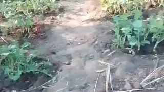 Gostosoguarda