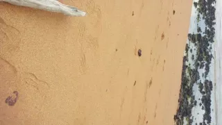Ladysilva jerking off my hot cock on the beach