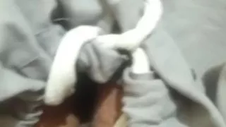 Peshawar's pathangay boys and shemales can contact for hot sex.