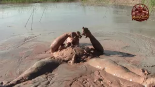 Mud heaven