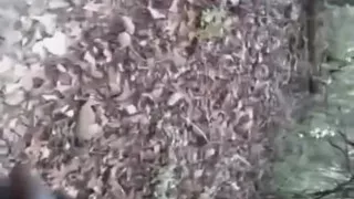 Outdoor pissing compilation
