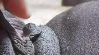 German natural dirty fat pussy teasing closely on camera