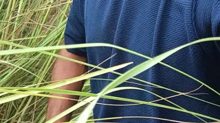 I am massaging my penis