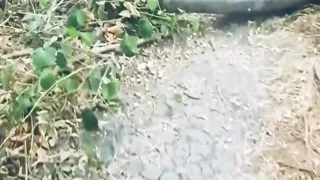 POV Naked Walk in the Woods