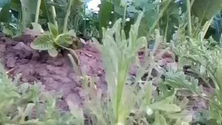 Gostosoguarda