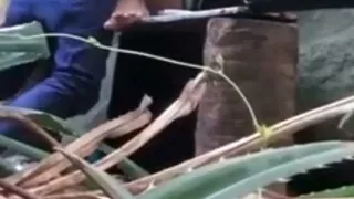 Indian Couples Are Sex in Jungle