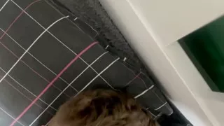 Morning Suck and Facial