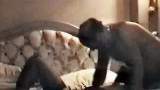 Eating Pussy