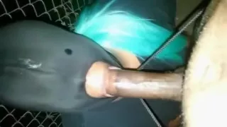 Chicago'S Nastiest Throat