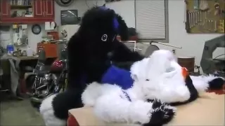 Gay - Men Of The Midway - Paul Baressi