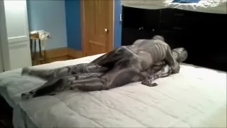 skull and bones morphsuit humps and android