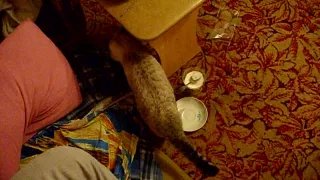 Tania grickih sucking